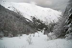 forêt du lauriolle