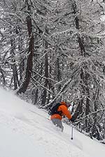 forêt de l'Ayré