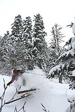 forêt de Chérue